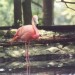 flamant2